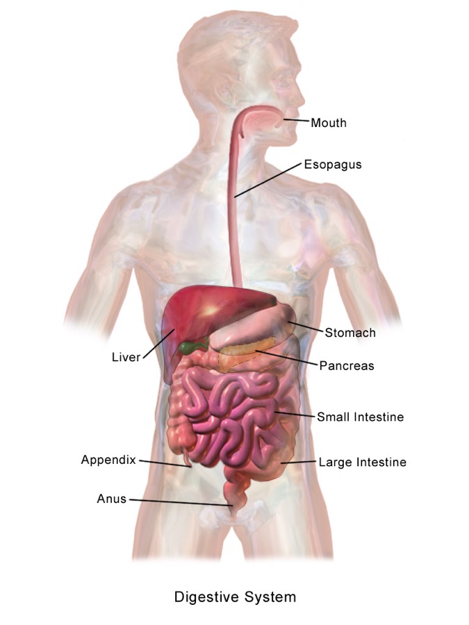 Human digestive system medical illustration