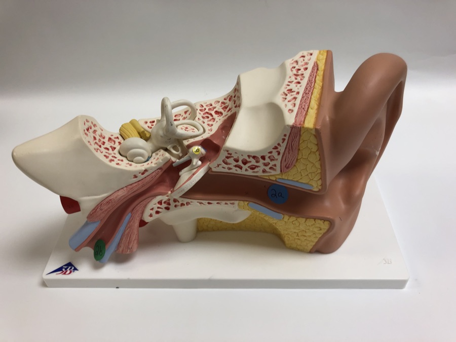 Human ear anatomical model