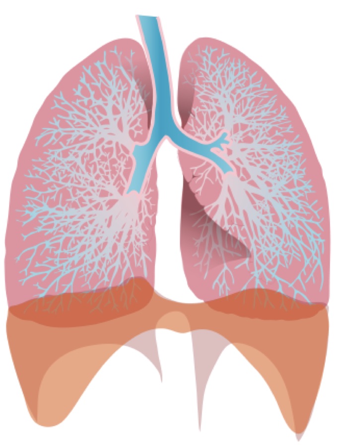 Human lungs medical illustration