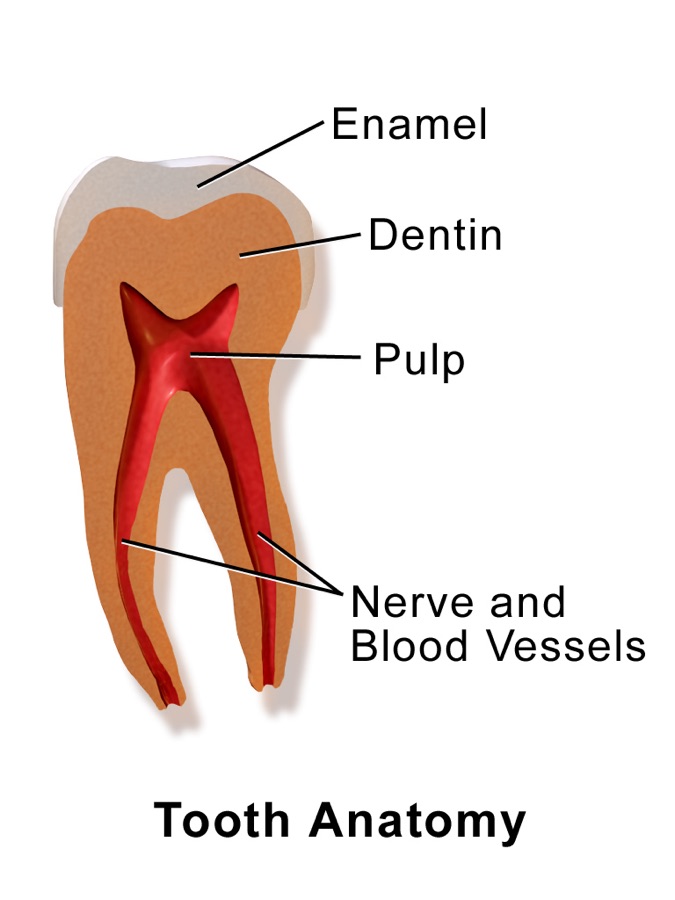 Tooth anatomy medical illustration