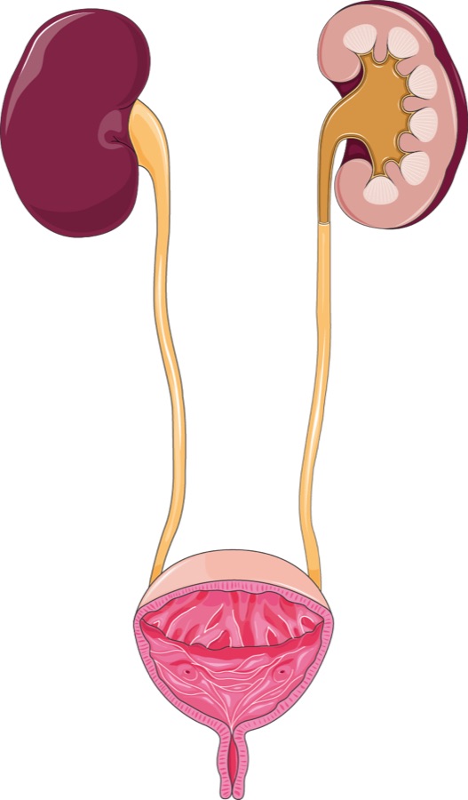 Human urinary tract medical illustration