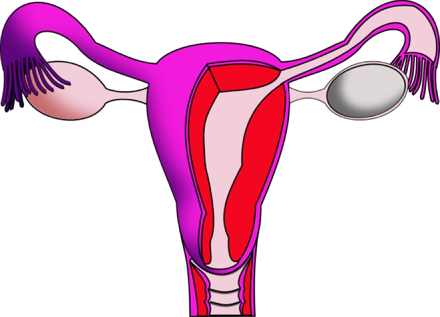 Uterus and female reproductive anatomy illustration